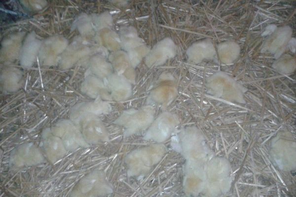 Во время непогоды на одной из птицефабрик погибло 16,5 тысяч цыплят и протухли 30 тысяч яиц