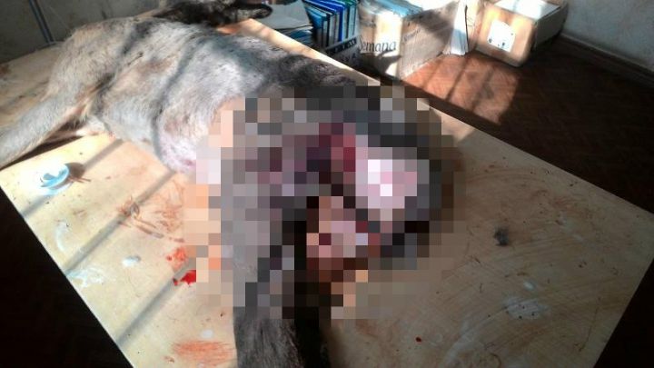 Un căprior, sfâşiat de un maidanez la Ştefan Vodă