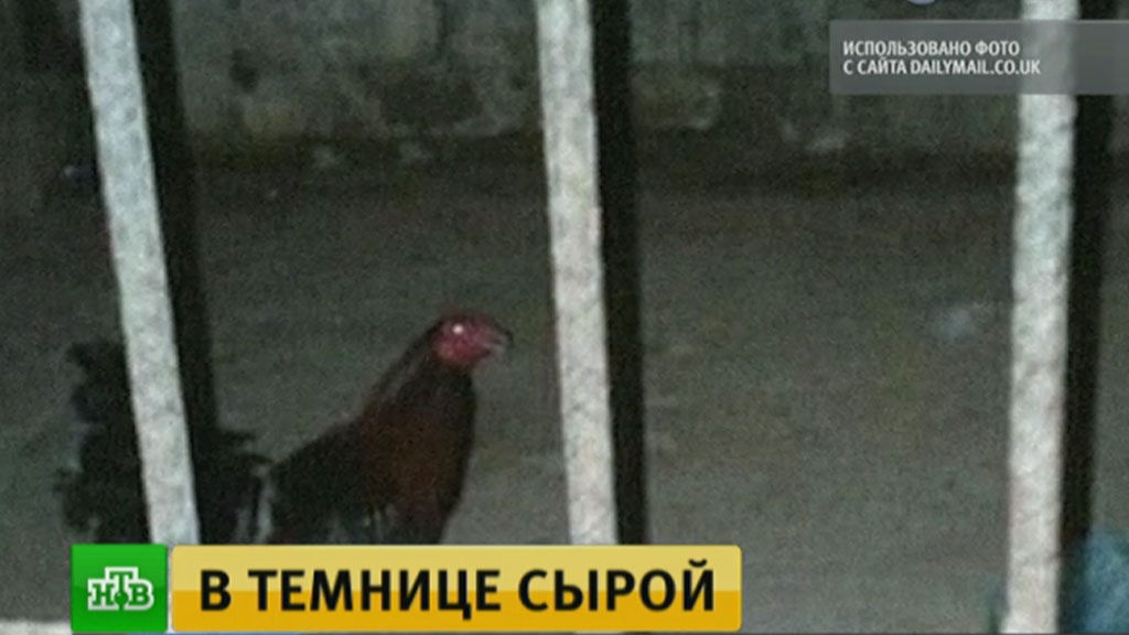 В Гондурасе петуха посадили в тюрьму