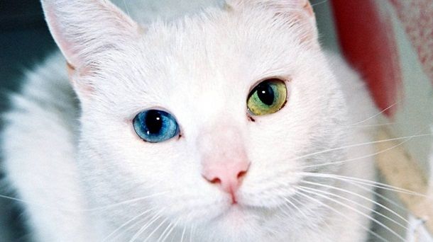 Названы самые дорогие породы котов