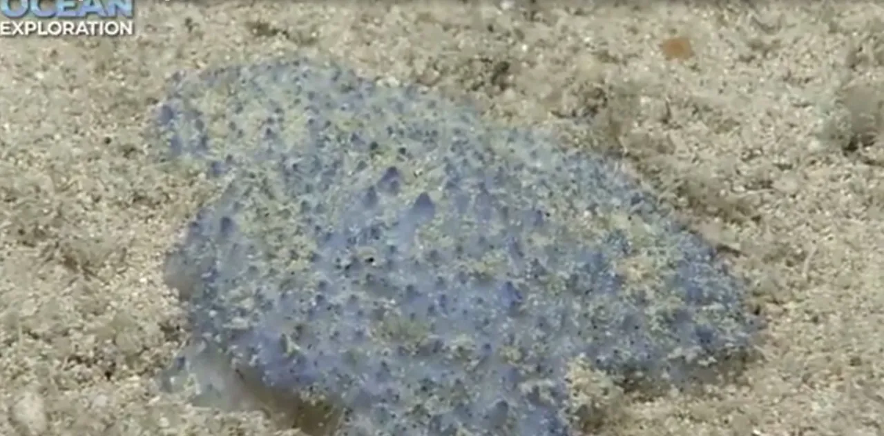 Неизвестное голубое существо обнаружили на дне Карибского моря