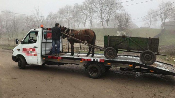 Imaginea zilei în Chişinău. O căruţă cu tot cu cal a fost transportată cu platforma
