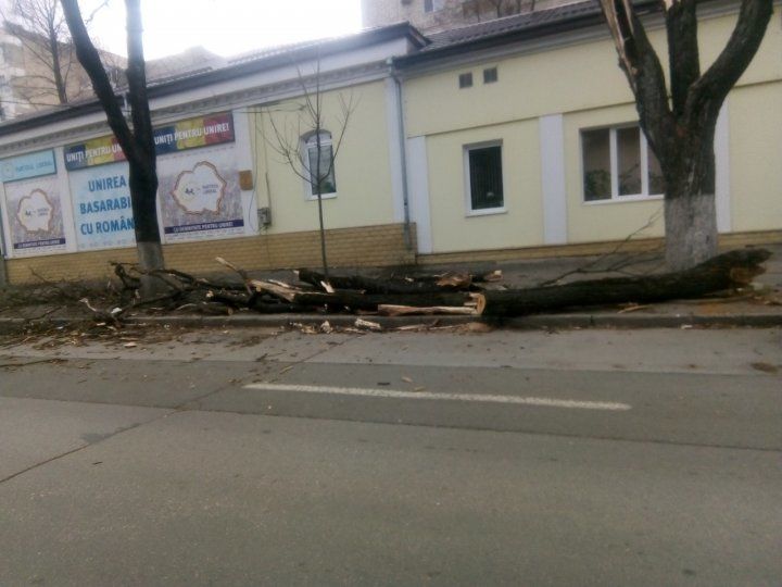 Разгул стихии: ветер валит деревья с корнем и срывает крыши и обшивку зданий