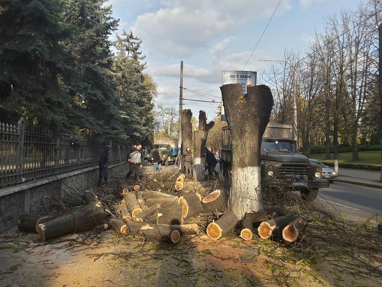 В центре Кишинева продолжают спиливать деревья