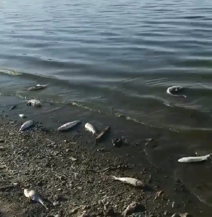 Мэр Комрата о массовой гибели рыбы в озере: Низкий уровень воды и жара