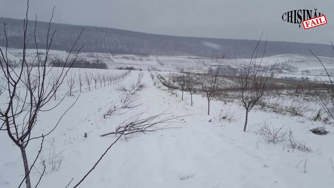 В Хынчештском районе неизвестные уничтожили чужой сад