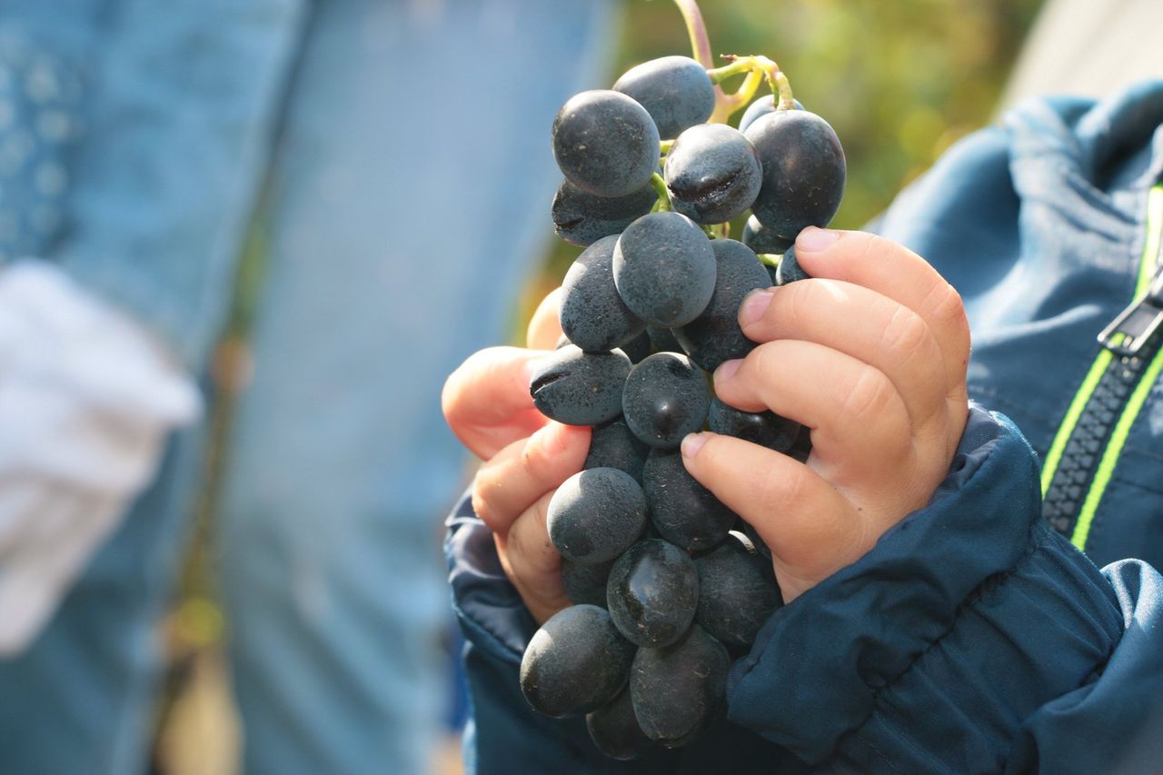 Молдавия виноград