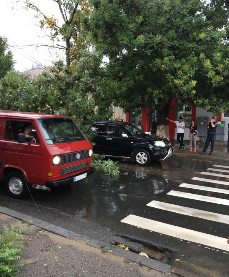 Дерево упало на машину во время ливня в Кишиневе