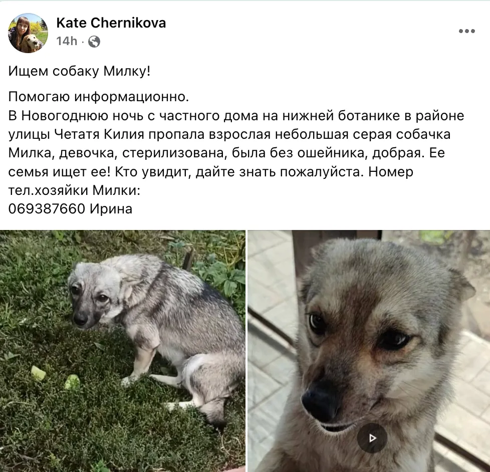 Десятки собак пропали в новогоднюю ночь из-за фейерверков