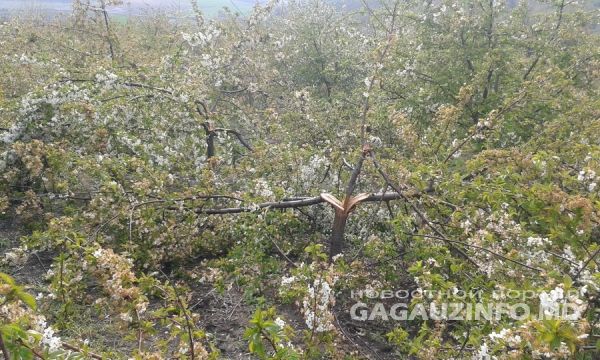 Ущерб от снегопада в двух районах Гагаузии превысил 46 миллионов леев
