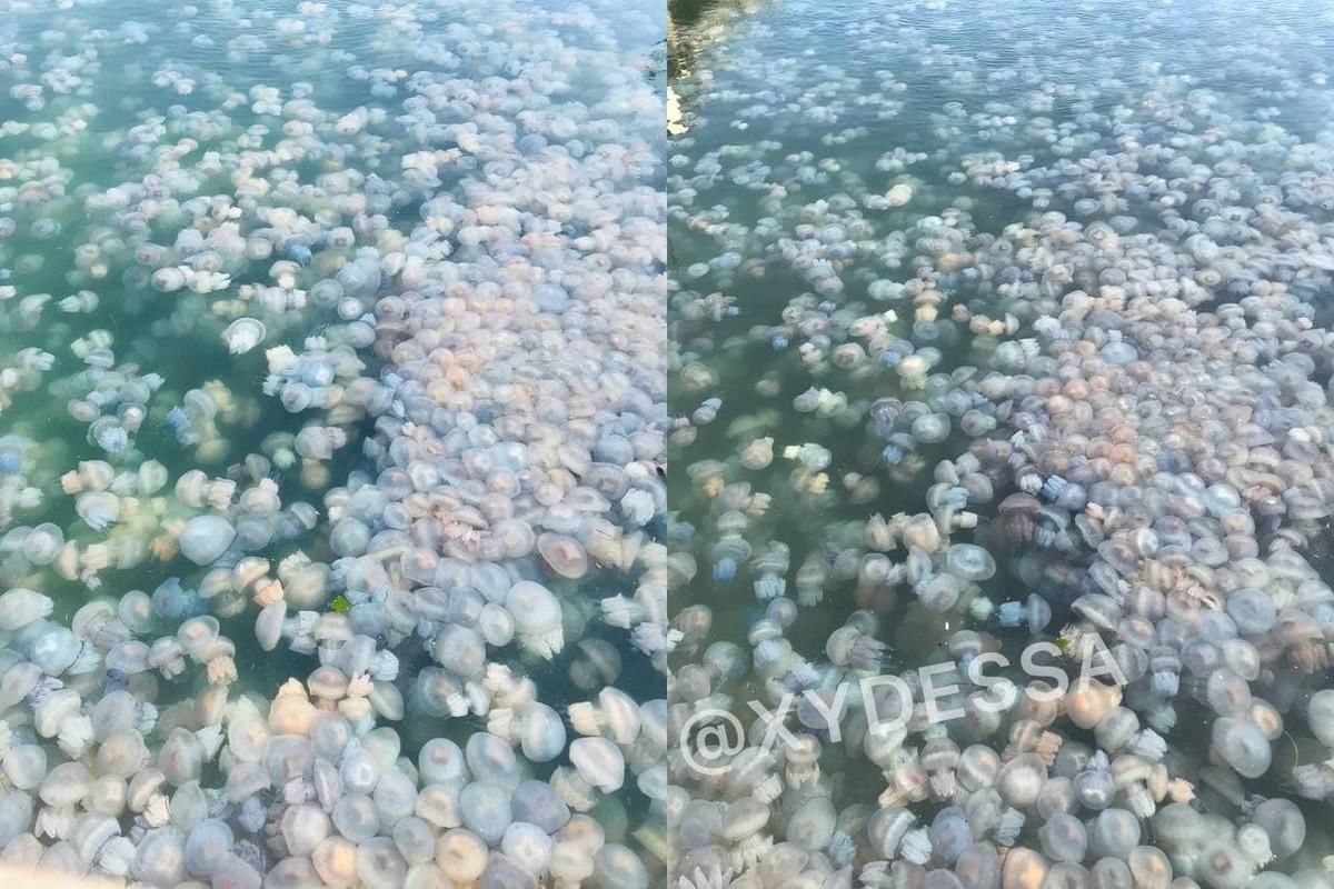 Одесский порт "оккупировали" медузы: количество зашкаливает