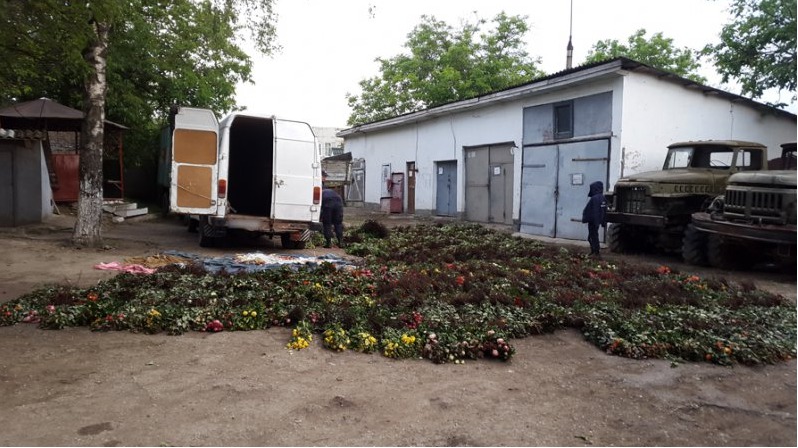 Партию саженцев роз задержали вблизи молдо-украинской границы
