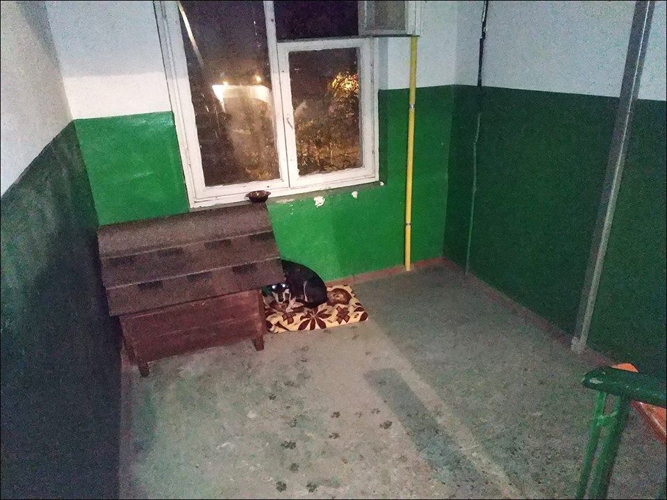 В подъезде жилого дома на Чеканах установили будку с собакой
