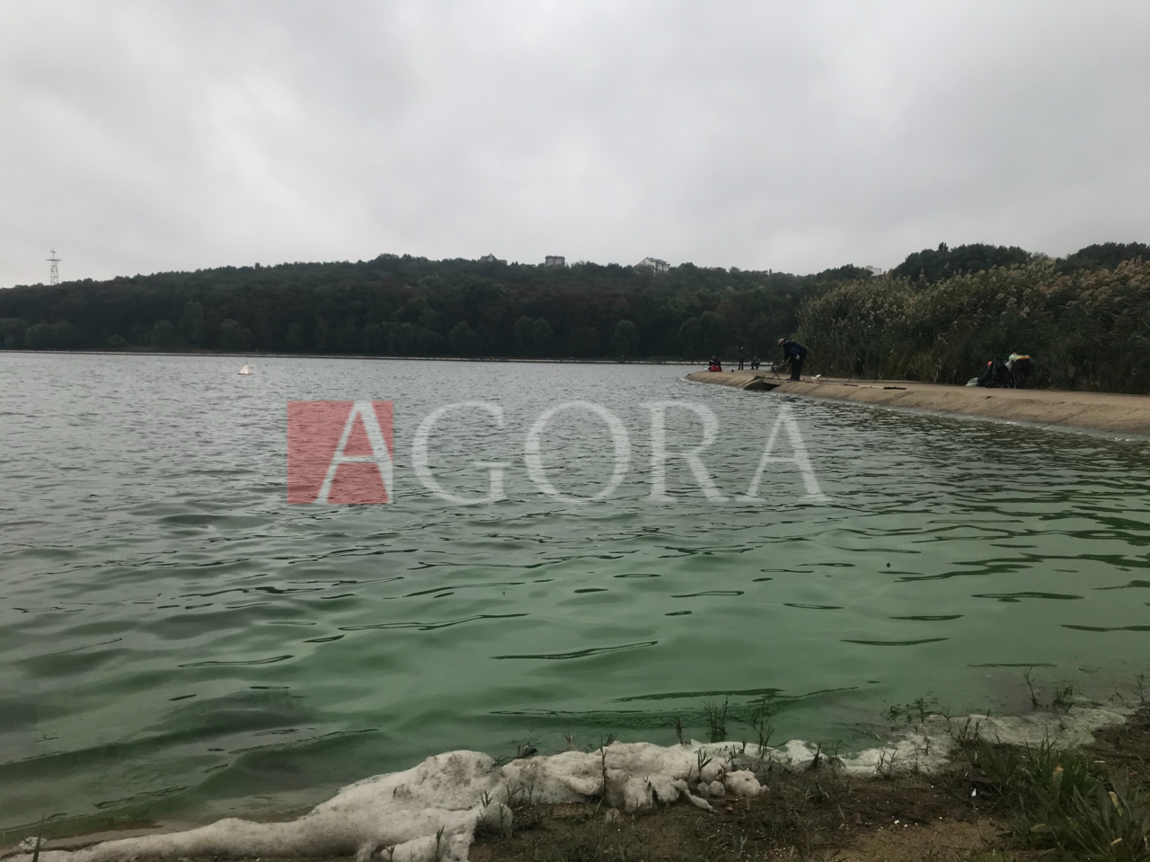 В озере парка "Валя Морилор" позеленела вода, а у берега появилась пена