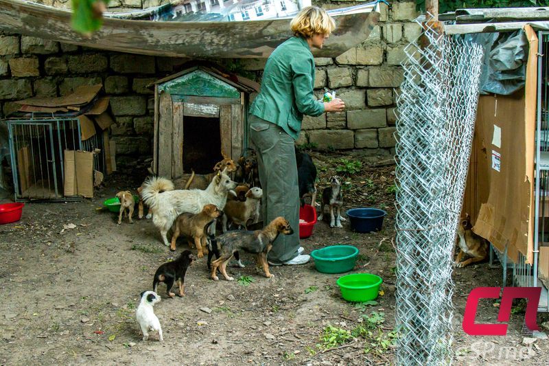 Бельцкие защитники животных просят пристроить щенков в хорошие руки