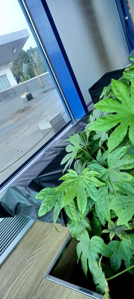 В аэропорту Кишинева нашли 400 пачек сигарет, спрятанных среди цветочных горшков