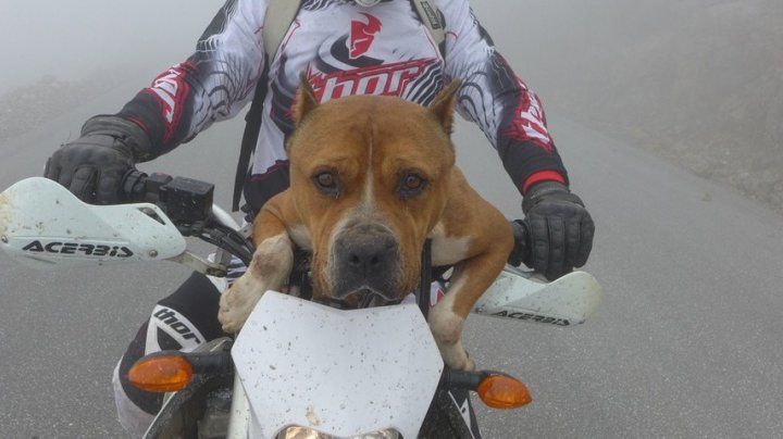 Cățelul care urcă pe motocicletă fară nicio frică