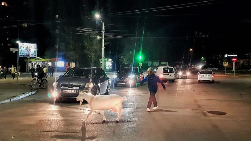 В Кишиневе засняли козу, переходящую дорогу
