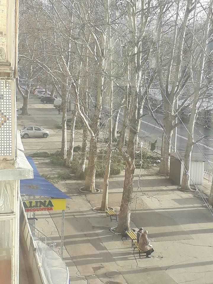 Zeci de brazi, aruncați în mijlocul drumului în sectorul Buiucani