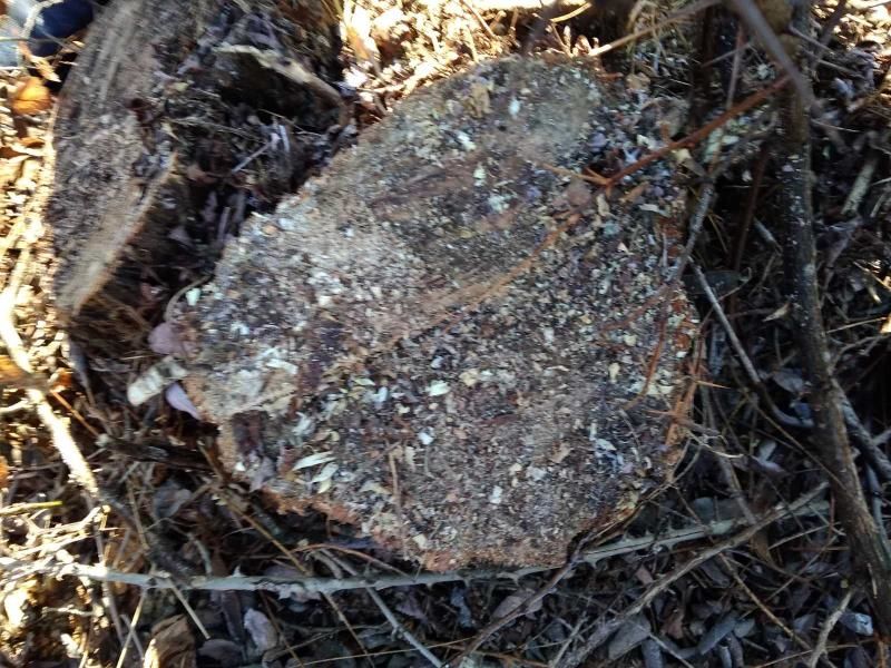 В Яловенах выявили случай незаконной вырубки деревьев