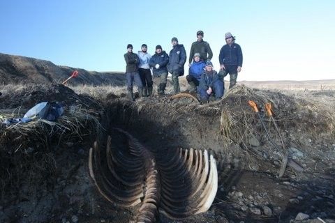 На Камчатке нашли скелет морской коровы, вымершей 250 лет назад