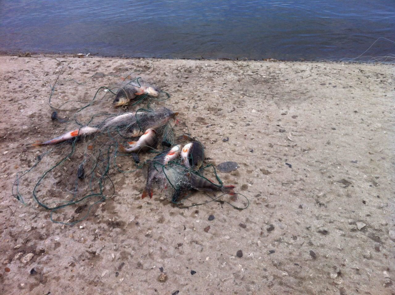 В озере парка Валя Морилор браконьеры ловят рыбу сетями