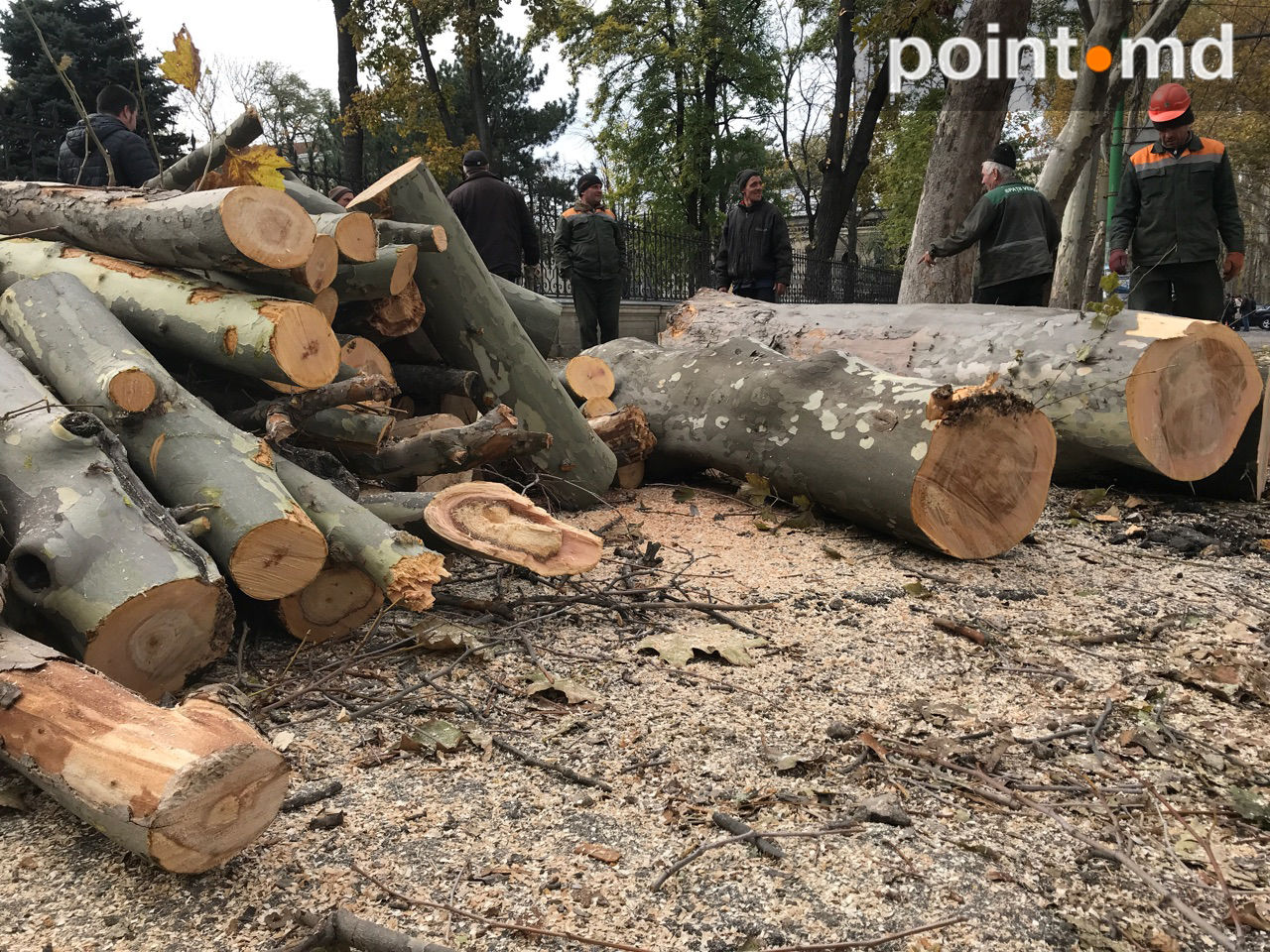 O porțiune a străzi 31 August, împânzită de crengi tăiate