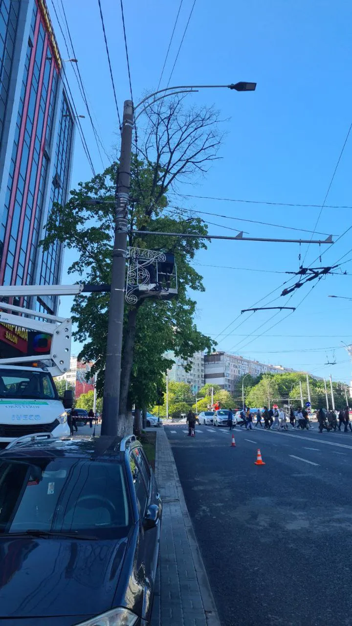 Arborii bolnavi din sectorul Botanica vor fi înlocuiți cu puieți sănătoși