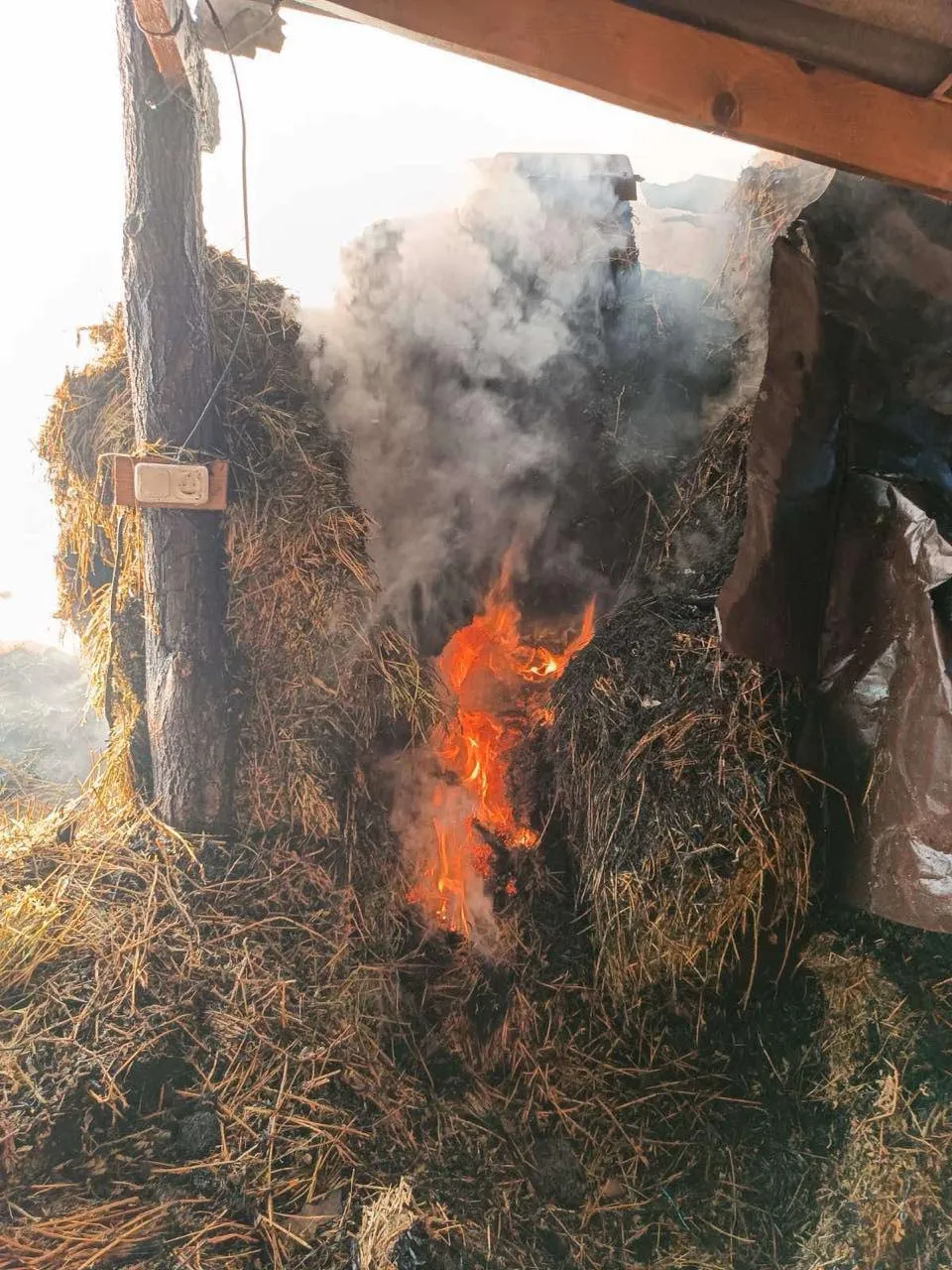 Incendiu la o stână din raionul Briceni: Sute de animale au fost salvate
