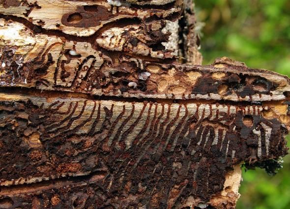 Insecta care pune pe foc cea mai bătrână pădure a Europei