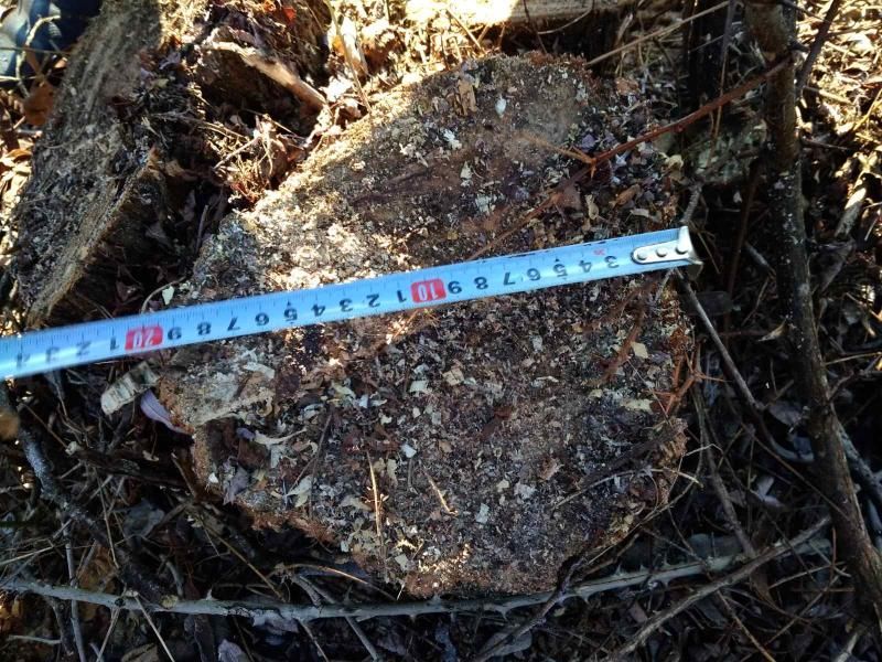 В Яловенах выявили случай незаконной вырубки деревьев