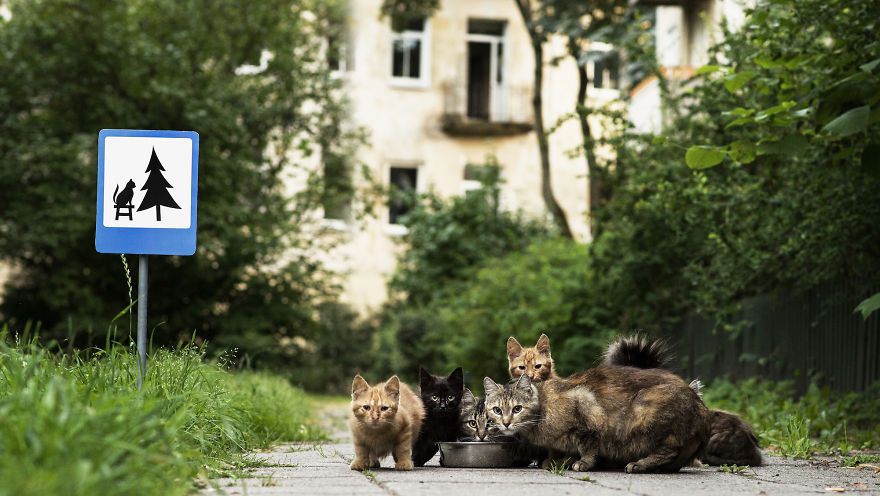 În capitala Lituaniei au fost instalate marcaje rutiere pentru fraţii noştri mai mici