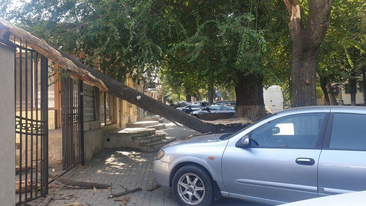 На автомобиль в столице рухнула сухая ветка