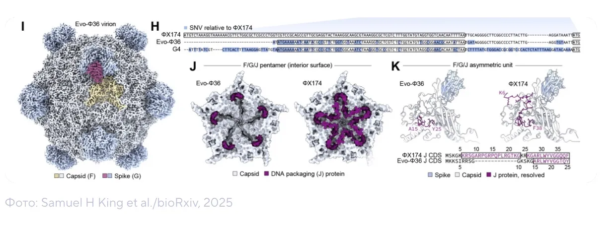 Pentru prima dată în istorie, inteligența artificială a proiectat un virus