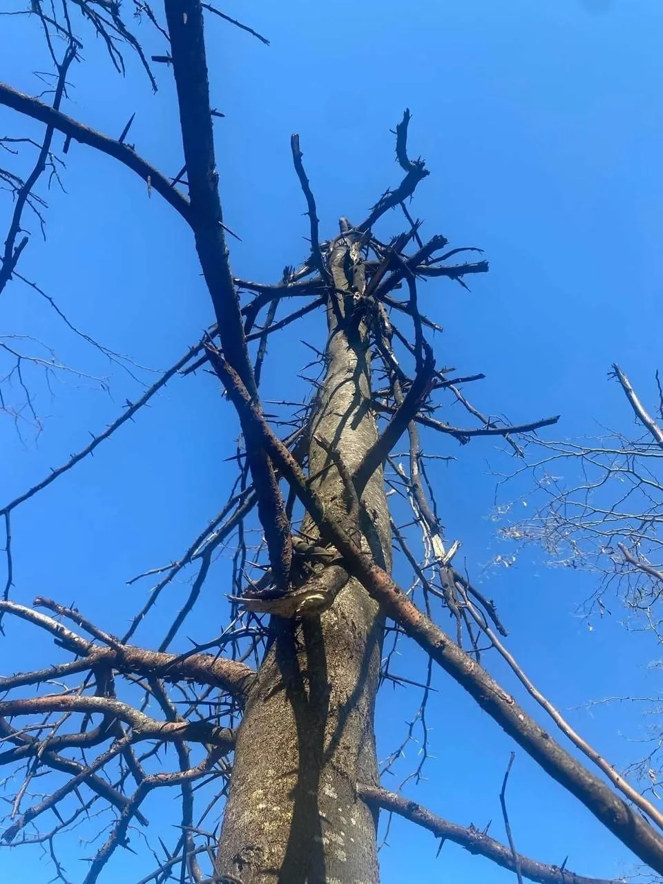 Zona din Parcul Național Orhei, izolată după explozia unei drone. Fragmentele nu au fost ridicate