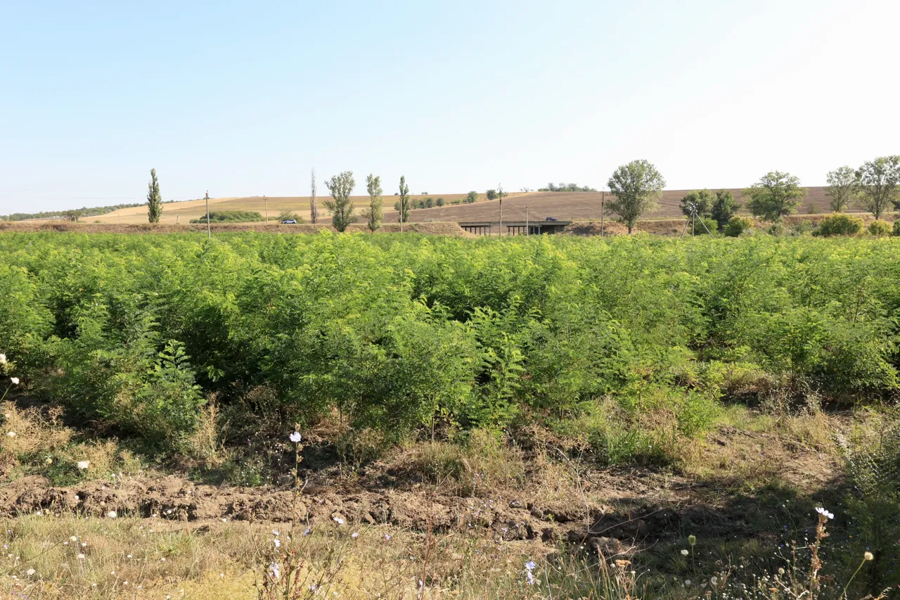 170 de hectare de păduri noi: Ministrul Mediului a prezentat bilanțul împăduririlor din sudul țării