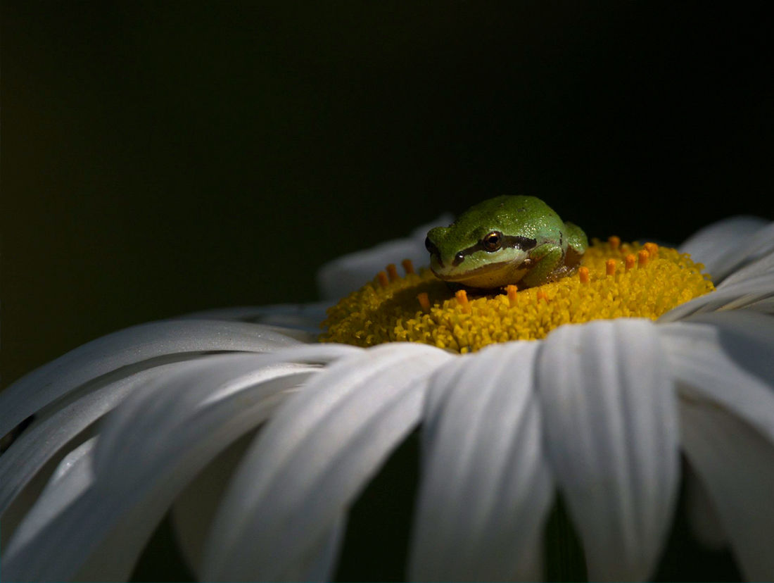 World Nature Photography Awards объявил победителей за 2021 год