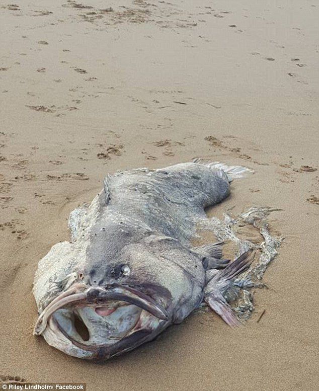 Огромное таинственное морское существо найдено на пляже