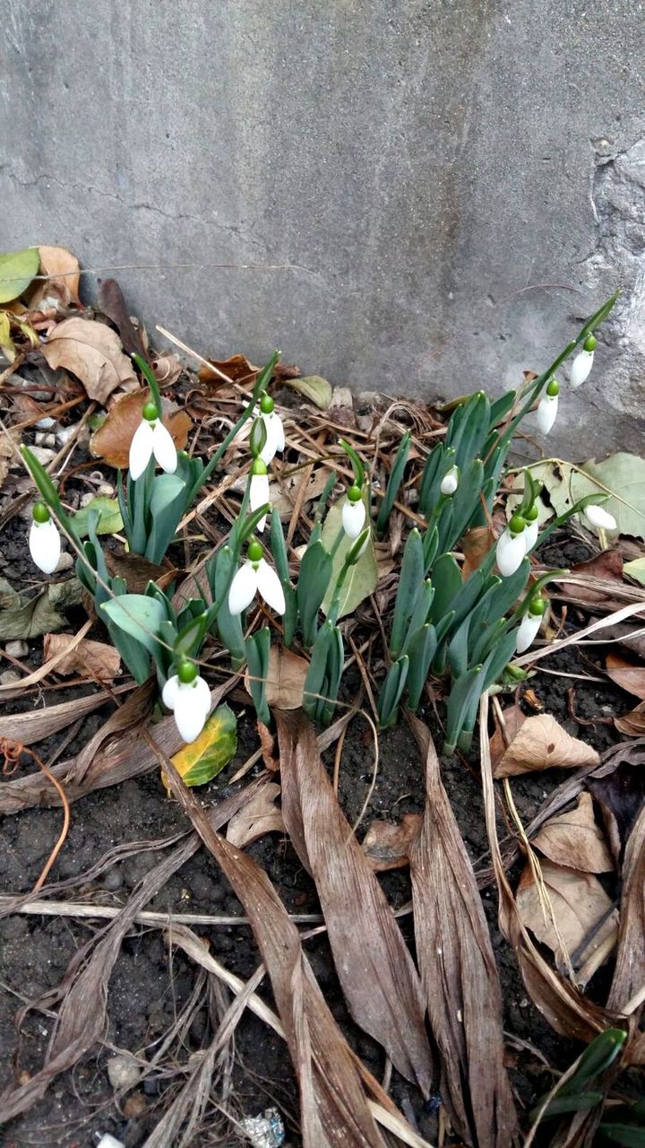 Ghiocei înfloriți în luna decembrie. Orașul în care au înflorit