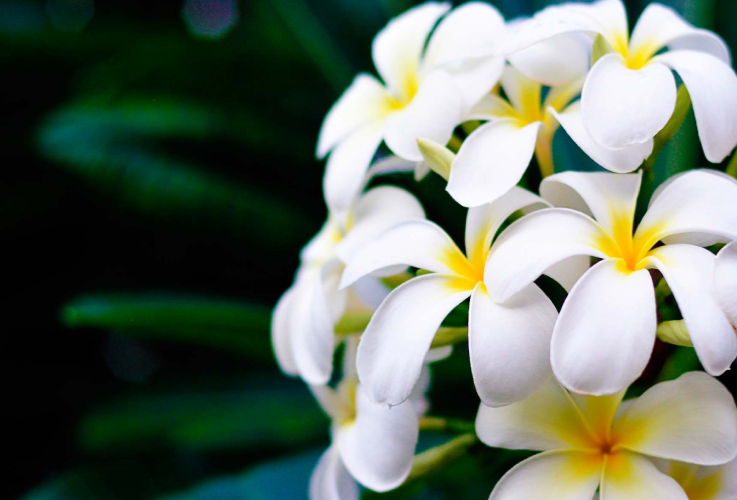 Lorem ipsum dolor sit amet, consectetur adipiscing elit
