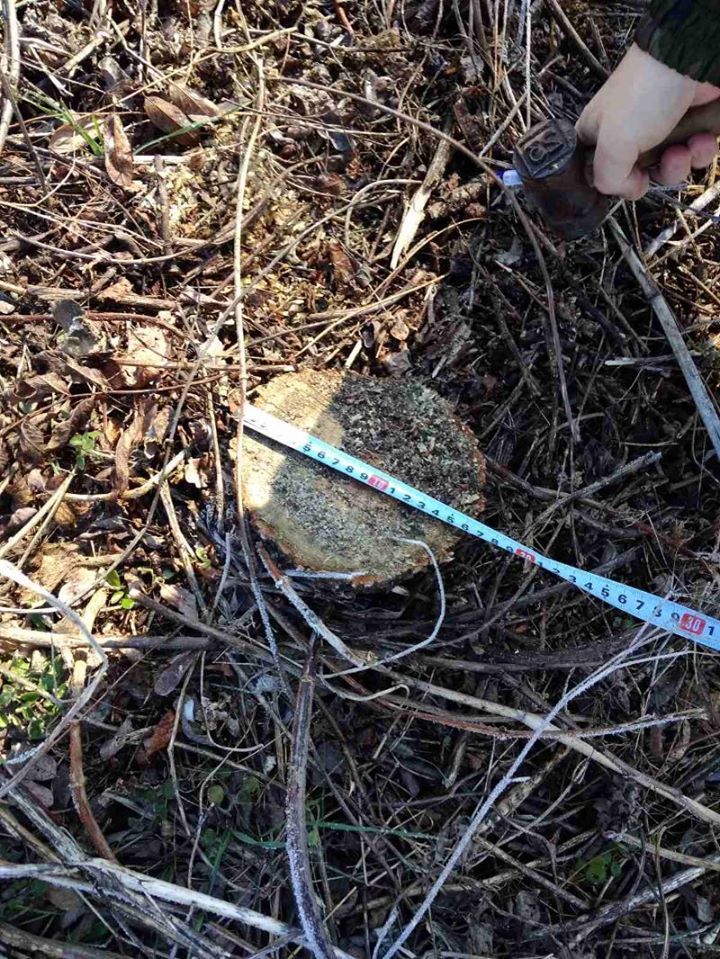 В Яловенах выявили случай незаконной вырубки деревьев