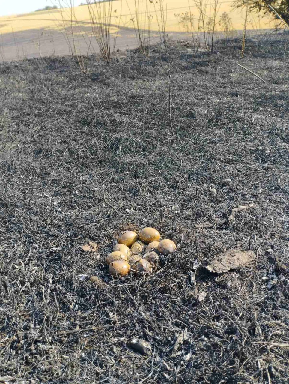 В Новоаненском районе пожар уничтожил около 7 га посевов зерновых культур