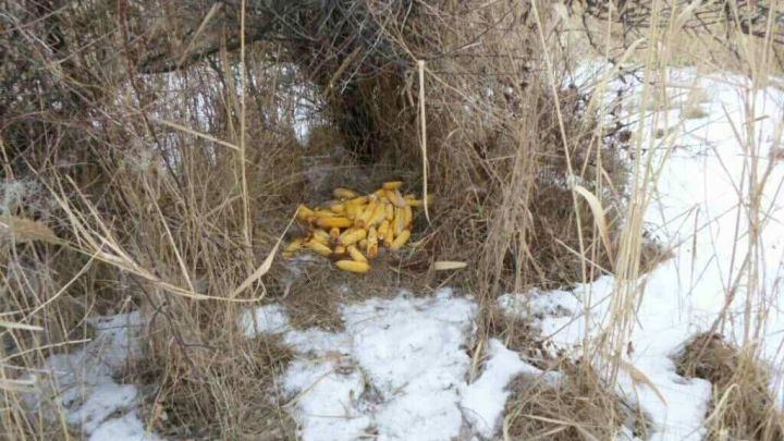 Un braconier din Leova, prins în flagrant de inspectorii de mediu