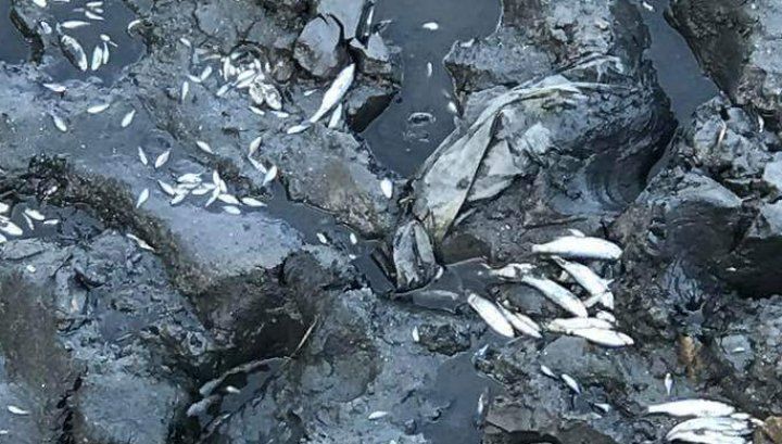 Dezastru ecologic la Căzăneşti. Situaţia alarmantă din râul Răut