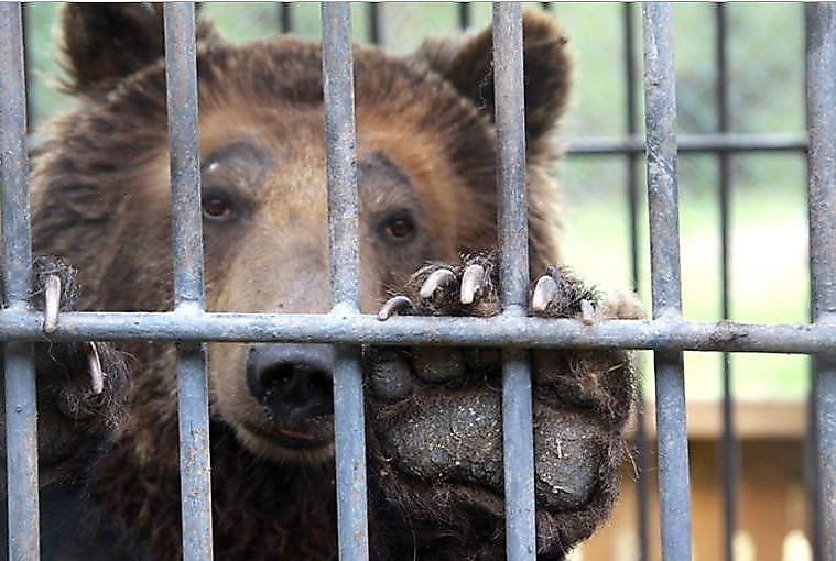 Медведица Катерина отбывает пожизненное в казахстанской колонии