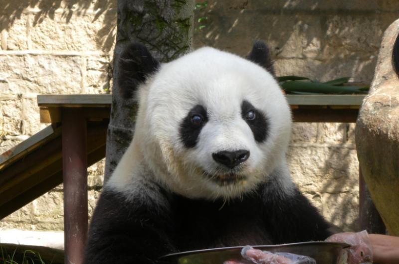 Cel mai bătrân panda în captivitate a murit la 37 de ani