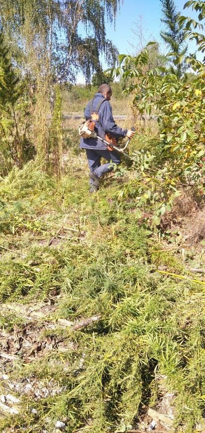 В селе Конгазчик уничтожили 250 кустов конопли