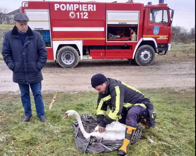 В Теленештском районе спасли лебедя