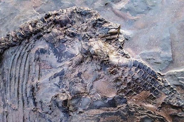 Британец на прогулке нашел скелет ихтиозавра