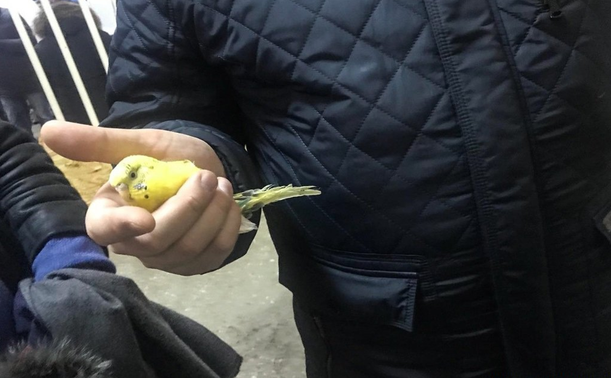 В Магнитогорске вытащили живого попугая из-под завалов на месте взрыва